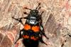 Nicrophorus sp.